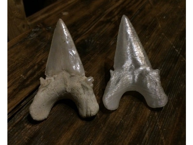 prähistorische shark tooth fossil Biologie 3d-scan Dinosaurier Geschichte megalodon Hai 3D print model - Mito3D