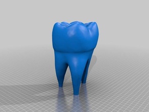 dente umano modello biologia l'osso le ossa umana molare scheletro denti 3d print model - Mito3D