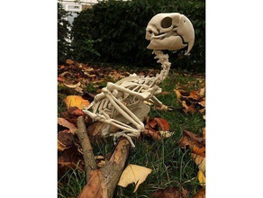 bird macaw skeleton biology bird bones skeleton skull
