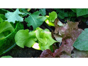 simples estável caracol confortável barreira rodada schneckenschutz rund fdm otimizado exterior e jardim jardinagem salat slug armadilha 3d print model - Mito3D