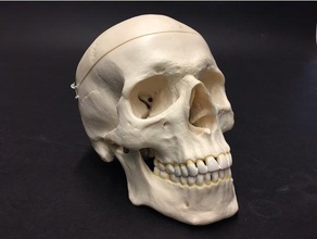 human skull scan biology 3d print model - Mito3D