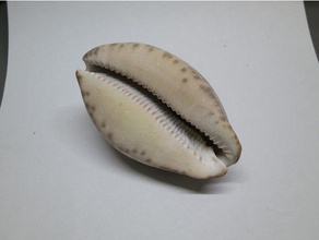 cowry cowrie shell scans & Replikate Kauri seashell 3d print model - Mito3D