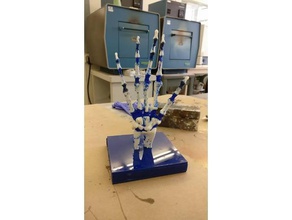 flexible hand-dual-material Biologie Knochen dual-extrusion flexibel flexystruder funktionell ist hand lulzbot taz taz5 die medizinische scale-Modell 5 3d print model - Mito3D
