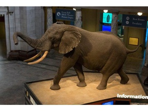 elefante rotunda scans e réplicas 3d print model - Mito3D