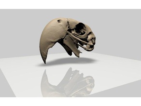 arara-de-papagaio superior do crânio animais 3d print model - Mito3D