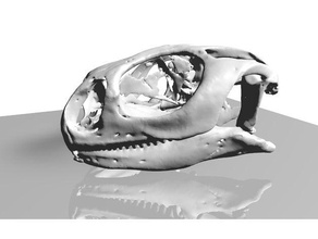 uromastyx lagarto crânio biologia 3d print model - Mito3D