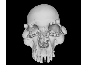 growing skull several mushroom models sculptures 3d print model - Mito3D