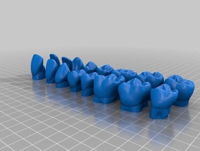 adult teeth models learning tooth morphology biology dentition education 3d print model - Mito3D