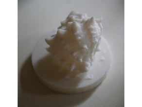pointy shell scans & replicas 3d print model - Mito3D