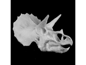 triceratops skull colorado usa scans & replicas 3d print model - Mito3D