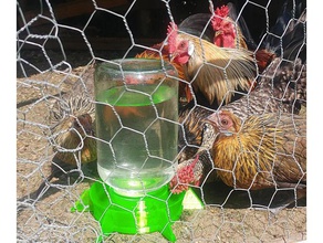 pollo dispensador de agua las mascotas 3d print model - Mito3D