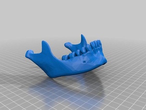 mandible one unit biology 3d print model - Mito3D