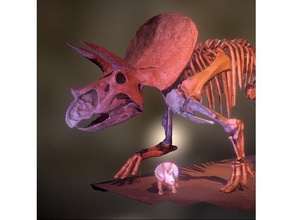 triceratops, üç boynuzlu yüz anlamına gelir tarama ve kopyaları 3d baskı tarayıcı kemik kültürel miras dinozor fosil fosiller baş iskelet kafatası triceratops 3d print model - Mito3D