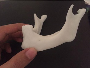 la mandíbula modelos anatomía de cara el maxilar 3d print model - Mito3D