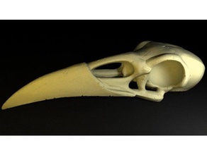 raven crâne sculptures le 3d print model - Mito3D