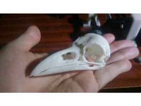 gerçek kafatası raven biyoloji ravens kürek 3d print model - Mito3D