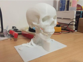 de la base du crâne biologie 3d print model - Mito3D