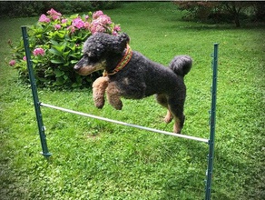 schnell gemacht, Hindernisse, Hund agility sport & im freien erstellt von freecad Hunde Zaun post eine Hürde 3d print model - Mito3D
