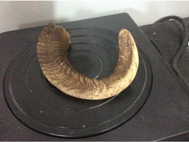 corno di montone scansione 3d scansioni & repliche Scansione horn ram 3D print model - Mito3D