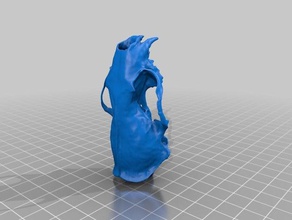 le vison d'amérique crâne de la biologie 3d print model - Mito3D