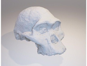 australopithecus africanus crânio biologia 3d print model - Mito3D