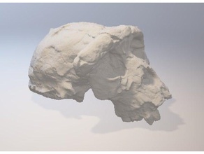 sahelanthropus tchadensis Schädel Biologie 3d print model - Mito3D