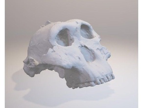 paranthropus crânio biologia 3d print model - Mito3D
