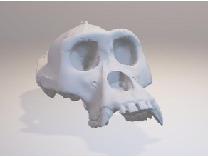 gorilla Schädel Biologie 3d print model - Mito3D
