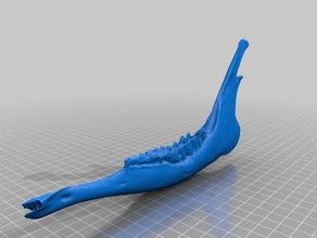 cervi mascella biologia 3d print model - Mito3D
