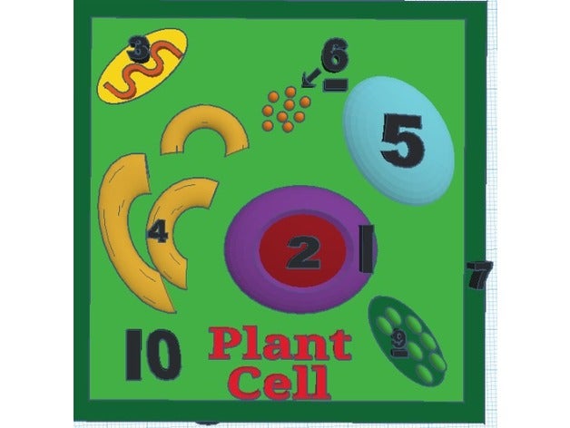 plant cell 3d-drucken 3D print model - Mito3D