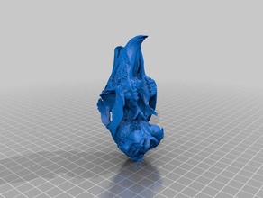 jackrabbit skull biology 3d print model - Mito3D