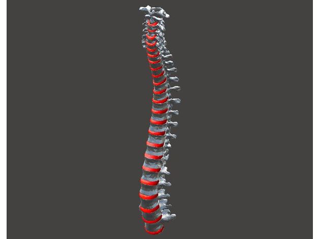 omurga - diskleri biyoloji anatomi insan omur 3D print model - Mito3D