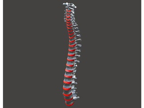 coluna vertebral - vértebras e discos biologia anatomia humanos vértebra 3d print model - Mito3D