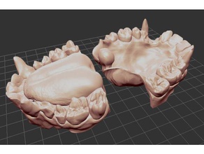 gorilla denti all'interno della bocca 3d print model - Mito3D