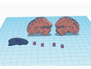 human brain w anatomy 3d printing jmu3space 3d print model - Mito3D