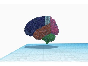 cérebro lobos biologia jmu jmu3space 3d print model - Mito3D