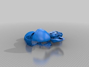 skull 3d printing 3d print model - Mito3D