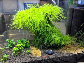 aquarium bonsaï expériences les animaux de compagnie 3d print model - Mito3D