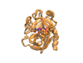 trypsin biology molecular molecule peptidase protein data bank 3d print model - Mito3D