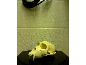 monkey skull scan scans & replicas makerbotdigitizer 3d print model - Mito3D