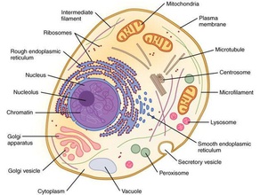 eukaryotic prokaryote cell model organelles biology education school 3d print model - Mito3D