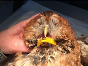 splint fracture beak tawny owl -strix aluco animals health care pet wildlife conservation 3d print model - Mito3D