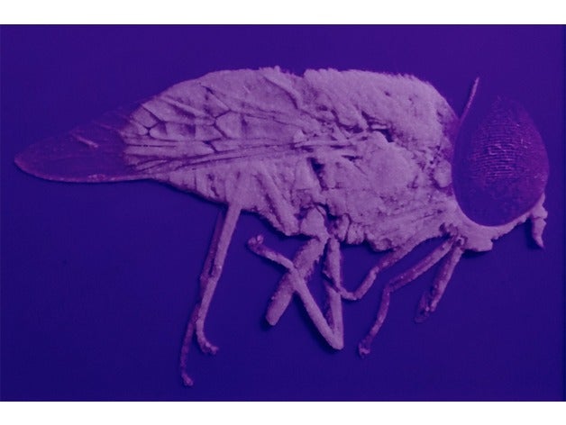 insecto 3d art 3dlito avispa fresco la mosca de los insectos aliviar 3D print model - Mito3D