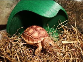 Schildkröte Unterschlupf pol Haustiere 3d print model - Mito3D