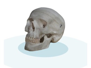 cranio umano scansioni & repliche obj 3d print model - Mito3D