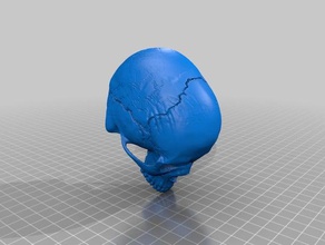makerbot's human skull - merged biology merge 3d print model - Mito3D