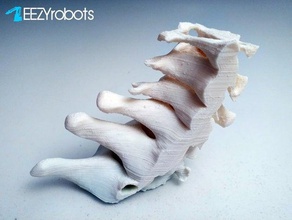 Stampato in 3d della colonna vertebrale cervicale biologia 3dprinted le ossa daghizmo umane stampato spin stampa 3d print model - Mito3D