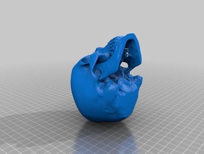 crânio adereços 3d print model - Mito3D
