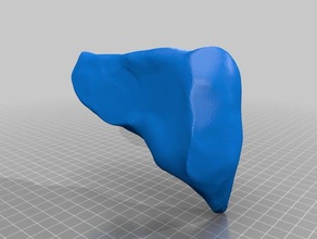 insan karaciğer hayvanlar 3d print model - Mito3D