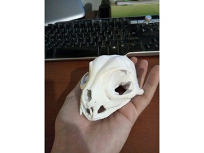 feline skull biology cat feline skeleton skull